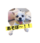 お話しする愛犬チワワのスタンプ（個別スタンプ：1）