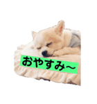お話しする愛犬チワワのスタンプ（個別スタンプ：2）