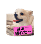 お話しする愛犬チワワのスタンプ（個別スタンプ：3）