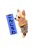 お話しする愛犬チワワのスタンプ（個別スタンプ：4）