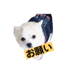 お話しする愛犬チワワのスタンプ（個別スタンプ：5）