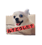 お話しする愛犬チワワのスタンプ（個別スタンプ：6）