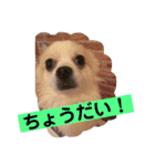 お話しする愛犬チワワのスタンプ（個別スタンプ：7）