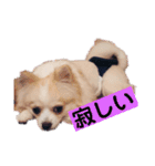 お話しする愛犬チワワのスタンプ（個別スタンプ：8）