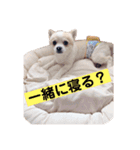 お話しする愛犬チワワのスタンプ（個別スタンプ：9）