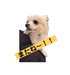 お話しする愛犬チワワのスタンプ（個別スタンプ：10）
