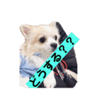 お話しする愛犬チワワのスタンプ（個別スタンプ：11）