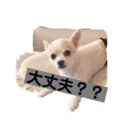 お話しする愛犬チワワのスタンプ（個別スタンプ：12）