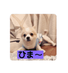 お話しする愛犬チワワのスタンプ（個別スタンプ：13）