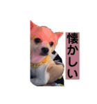 お話しする愛犬チワワのスタンプ（個別スタンプ：14）