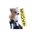お話しする愛犬チワワのスタンプ（個別スタンプ：15）