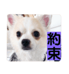 お話しする愛犬チワワのスタンプ（個別スタンプ：16）