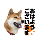 柴犬そらの大きめスタンプ②（丁寧語）（個別スタンプ：1）