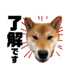 柴犬そらの大きめスタンプ②（丁寧語）（個別スタンプ：8）