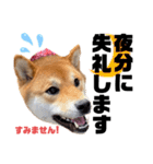 柴犬そらの大きめスタンプ②（丁寧語）（個別スタンプ：21）