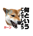 柴犬そらの大きめスタンプ②（丁寧語）（個別スタンプ：31）