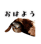 実用実写の猫スタンプ（個別スタンプ：6）