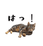 実用実写の猫スタンプ（個別スタンプ：9）