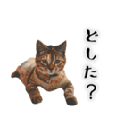 実用実写の猫スタンプ（個別スタンプ：19）