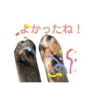 うちの猫ズ.1（個別スタンプ：23）