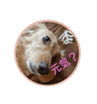 ダックスまん丸スタンプ2（個別スタンプ：2）
