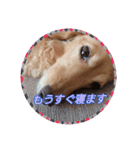 ダックスまん丸スタンプ2（個別スタンプ：7）