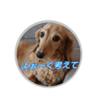 ダックスまん丸スタンプ2（個別スタンプ：8）