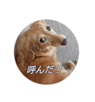 ダックスまん丸スタンプ2（個別スタンプ：9）