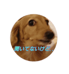 ダックスまん丸スタンプ2（個別スタンプ：12）