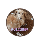 ダックスまん丸スタンプ2（個別スタンプ：14）