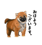 柴犬 サスケ（個別スタンプ：1）