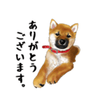 柴犬 サスケ（個別スタンプ：2）