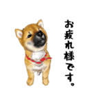 柴犬 サスケ（個別スタンプ：3）