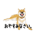 柴犬 サスケ（個別スタンプ：4）