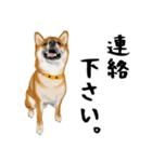 柴犬 サスケ（個別スタンプ：6）