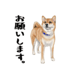 柴犬 サスケ（個別スタンプ：7）