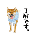 柴犬 サスケ（個別スタンプ：8）