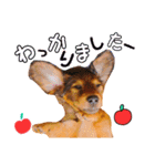 POMMEわんこ②（個別スタンプ：3）