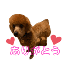 ひつじなPOLO☆（個別スタンプ：2）