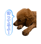 ひつじなPOLO☆（個別スタンプ：7）