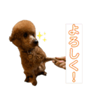 ひつじなPOLO☆（個別スタンプ：11）