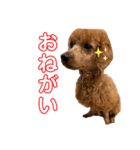 ひつじなPOLO☆（個別スタンプ：12）