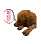 ひつじなPOLO☆（個別スタンプ：13）