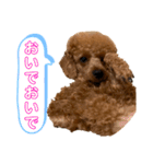 ひつじなPOLO☆（個別スタンプ：23）