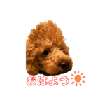 ひつじなPOLO☆（個別スタンプ：25）