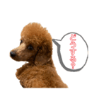 ひつじなPOLO☆（個別スタンプ：34）