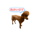 ひつじなPOLO☆（個別スタンプ：40）