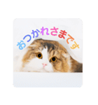 丁寧なセリフでトークを彩るスコティッシュ（個別スタンプ：15）