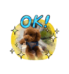 トイ・プードル 愛犬 エース（個別スタンプ：7）