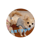 LUNA＆SEAちゃんミックスdog part4(会話編)（個別スタンプ：2）